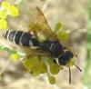 Psammaecius punctulatus